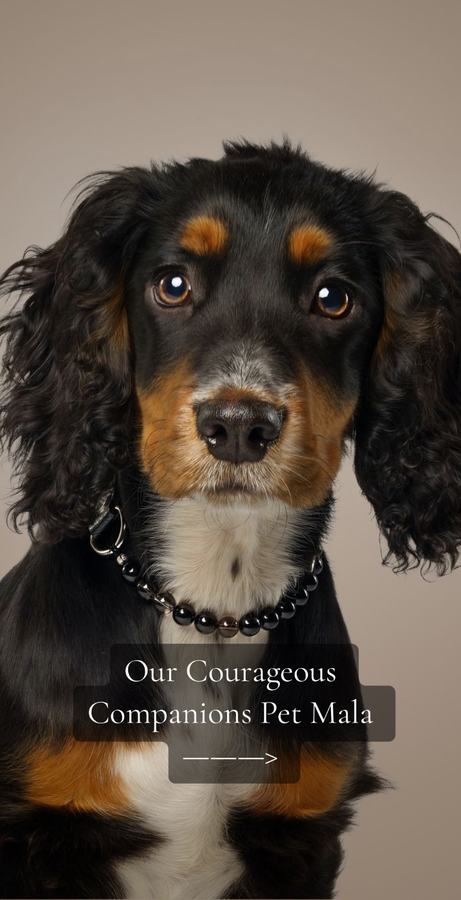 原帖封面：Our Courageous Companions