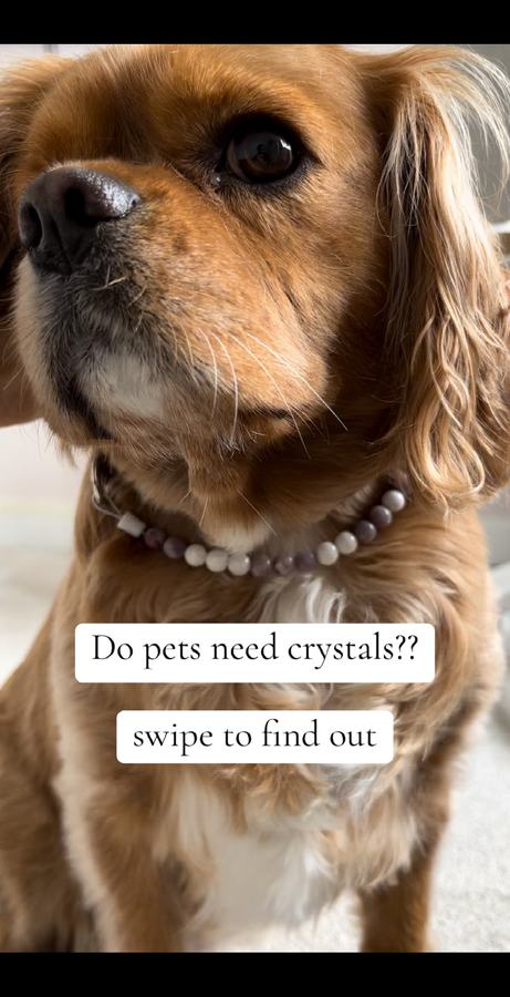 Cover of the original post: Do pets need crystals??